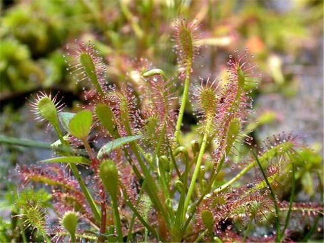 Drosera intermedia Hayne